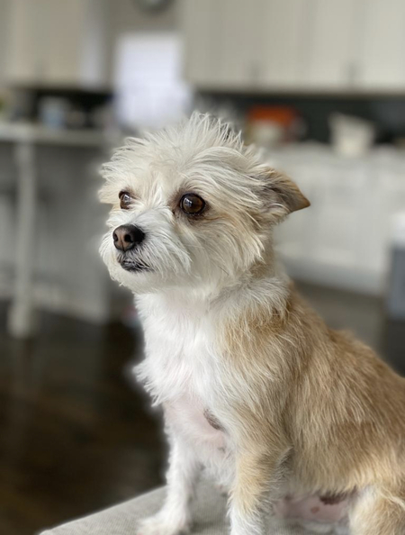 Ziggy