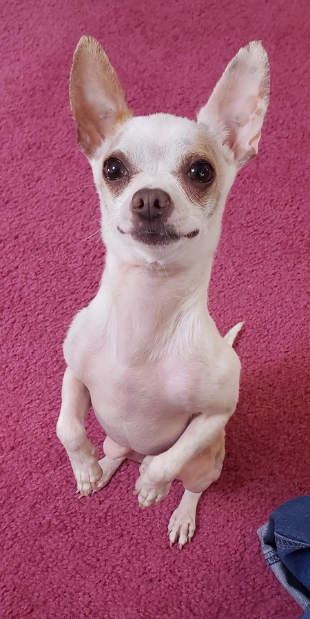 Chili Bean