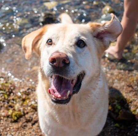 Roscoe