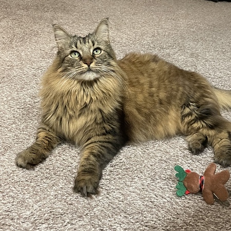 Nala