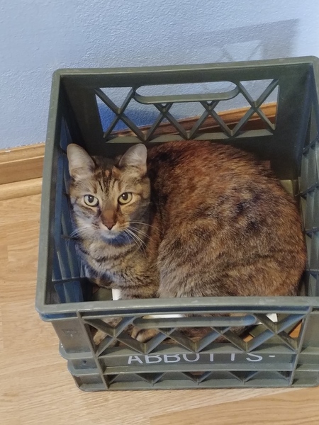Nala