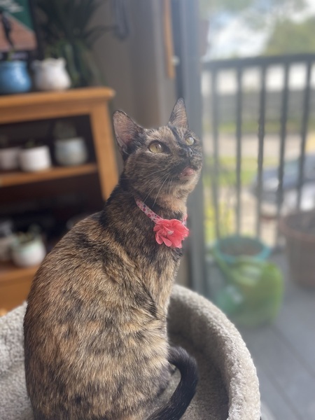 Lil’ Cat