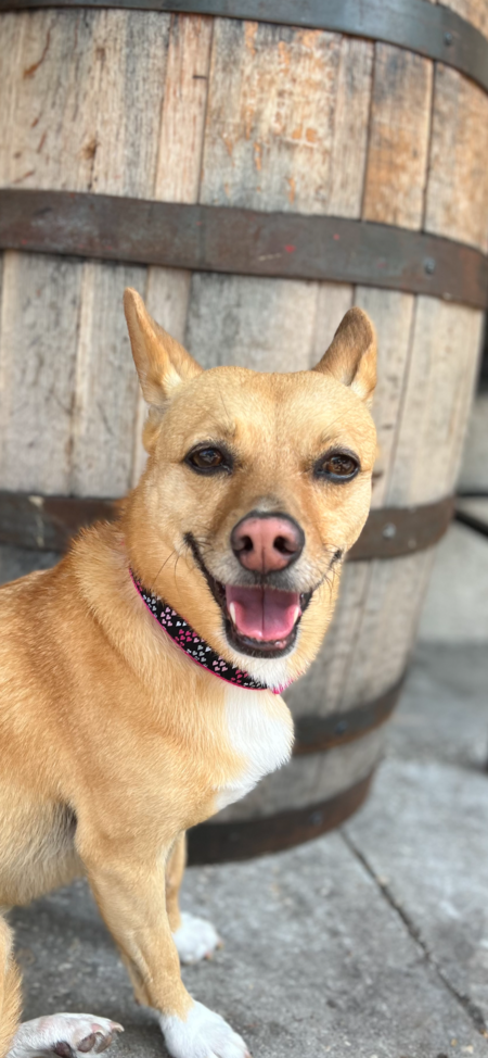 Kona