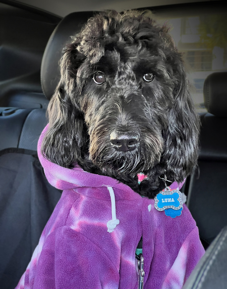 Doodle Bear Luna