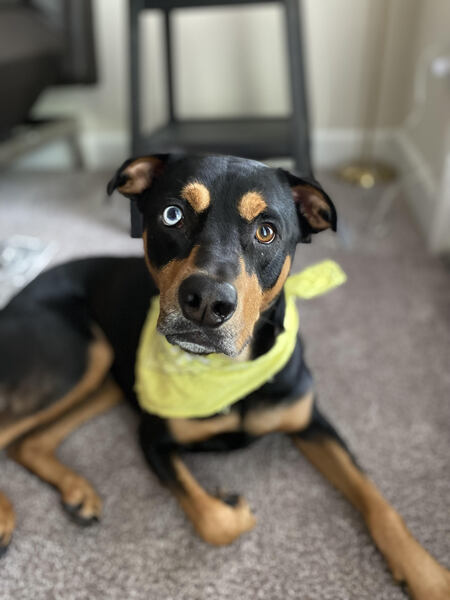 Bogey
