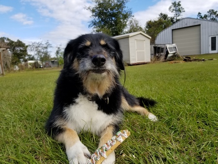 Loki