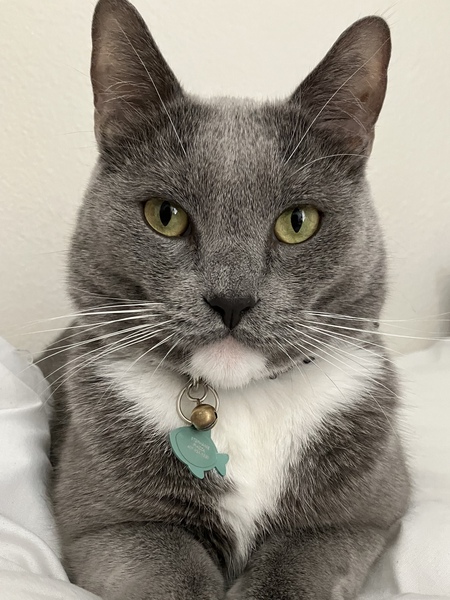 Nigel