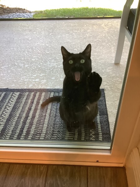 Juju