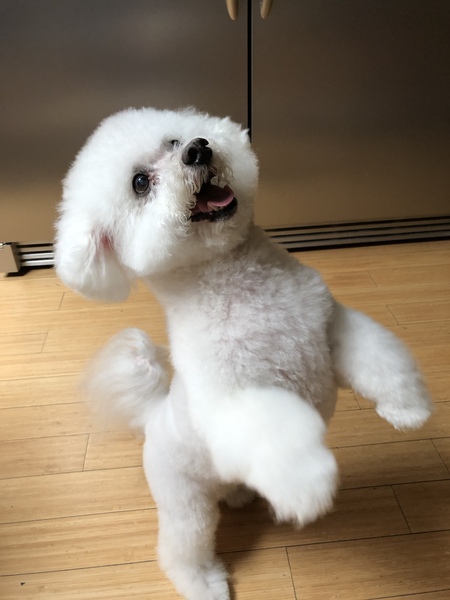Bogey