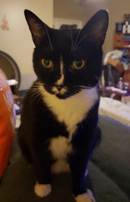 Tuxey Boy