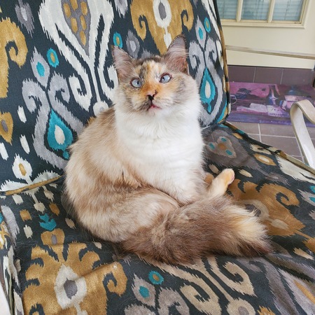 Nilla Bean