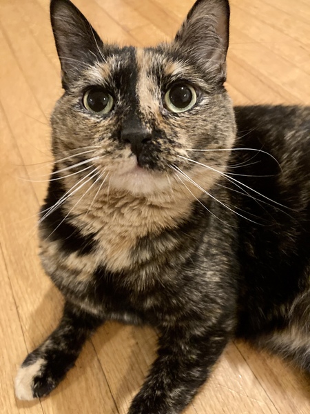 Mazzy