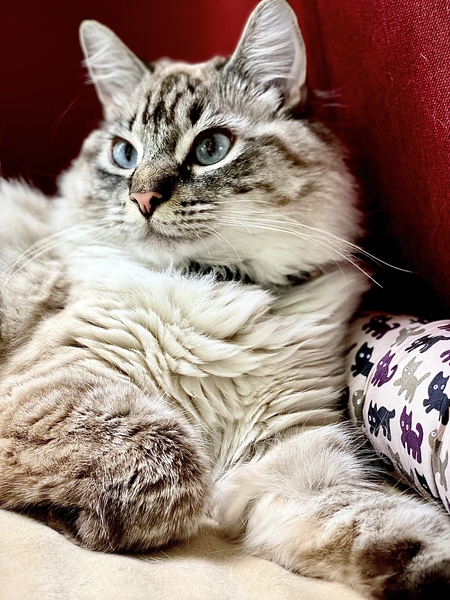 Willow
