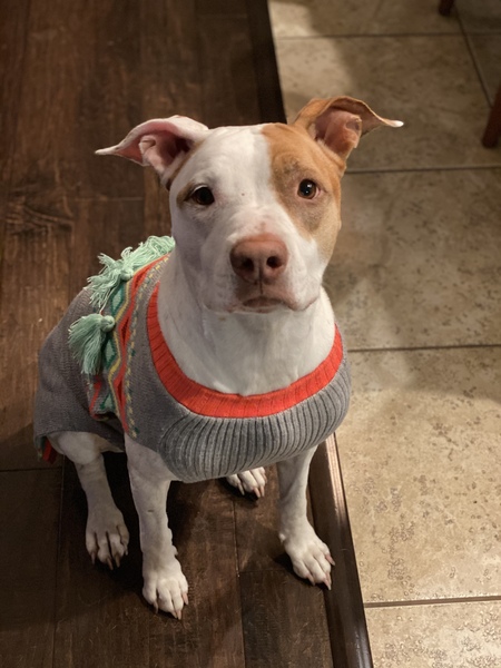Harlow