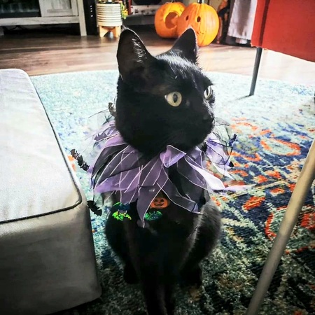 Toothless