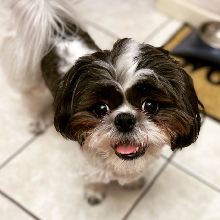 Bandit