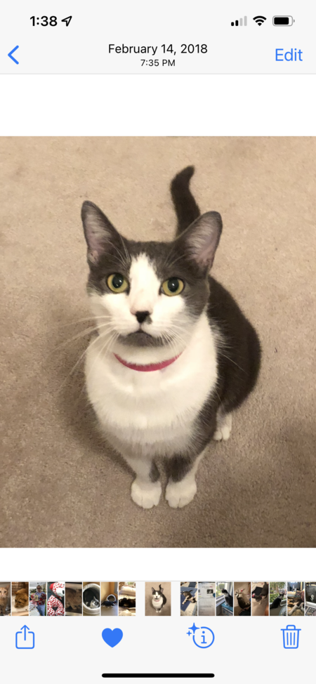 Bella