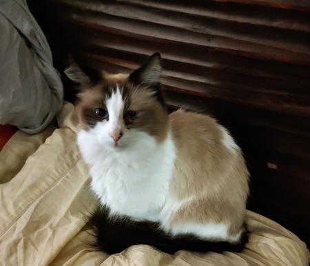Sophie
