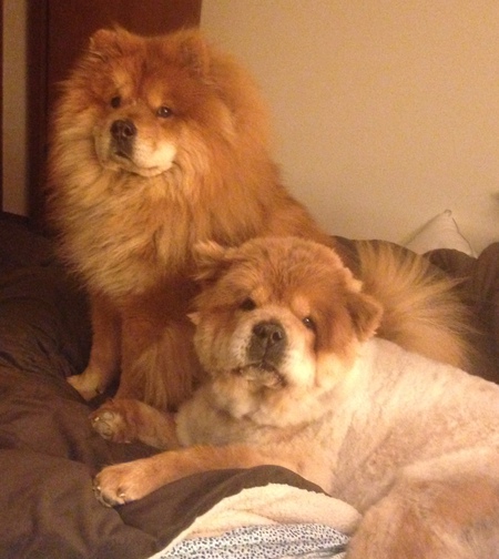 Shumi and Arlis