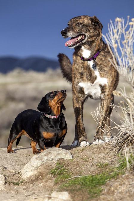 Andi the Shelter Mutt and Her Sidekick Sophie