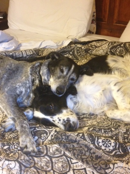 Winston (Springer spaniel) Bozo ( Short hair mix)