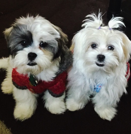 Bentley Cooper & Fluffy Cotton