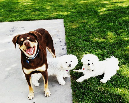 Stanley, Boojie & Benji 