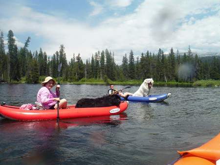 Sebastian (Newfoundland) and Obie (Great Pyrenees)