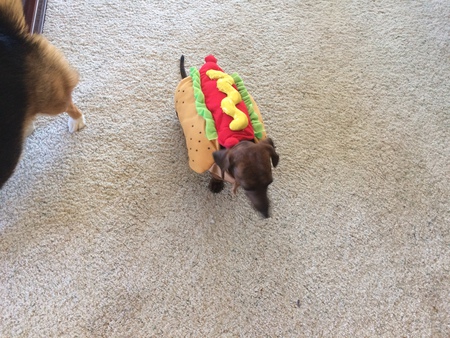 Lilly the hot dog