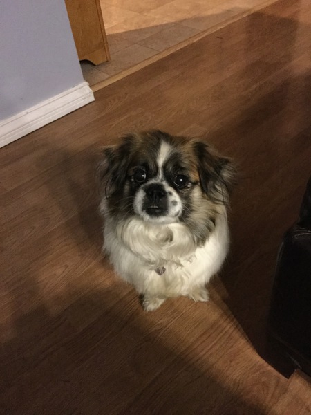 Gracie