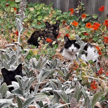 Houdini, SweetPea(tortie)&ShortTail(blk.)