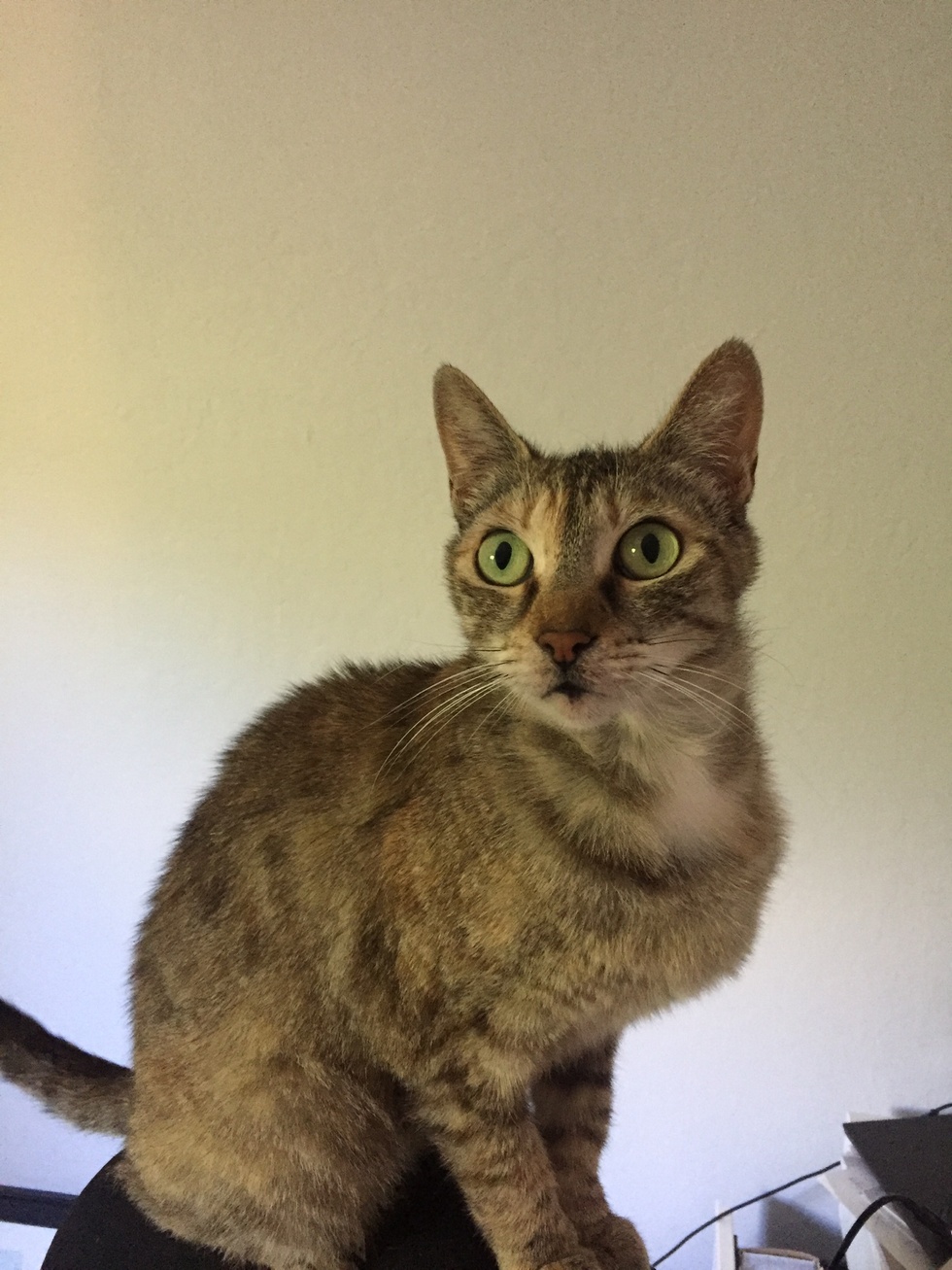 Vote for Savannah | 2023 Calendar Photo Contest Vote for Savannah | 2023 Calendar Photo Contest