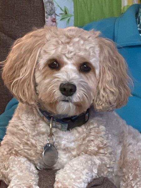 Daisy