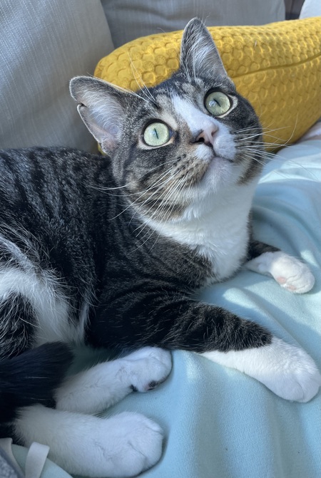 Elon Buppie Chunk