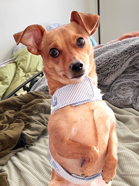 Poncho 