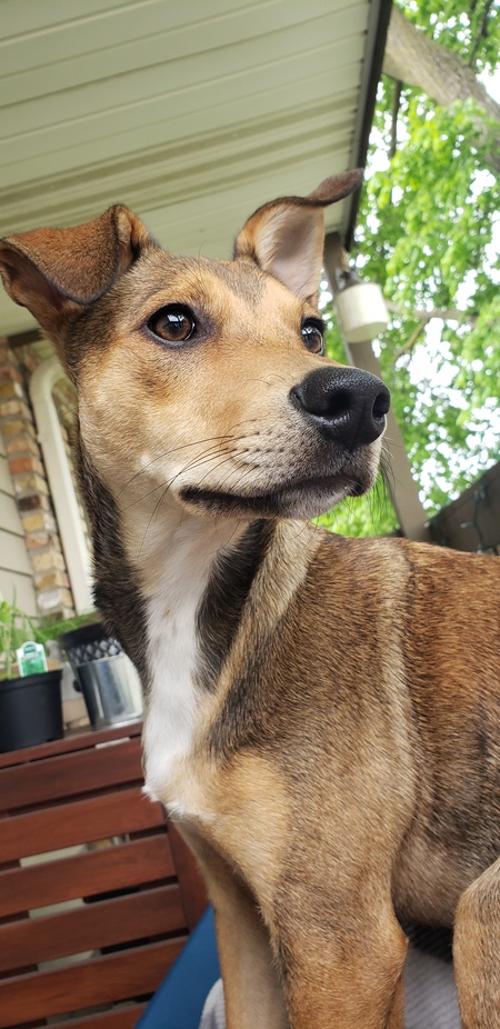 Miss Ollie