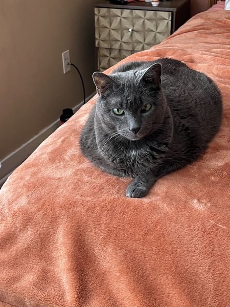Duchess 