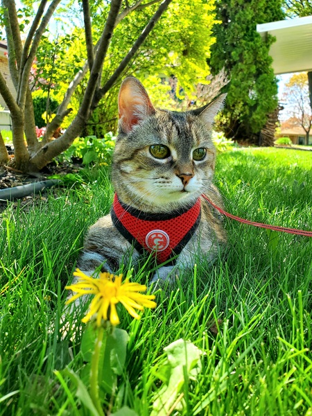Ghibli