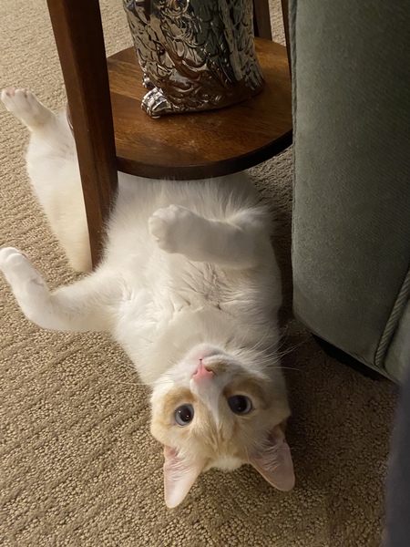 Major Paxwell Fluffypants