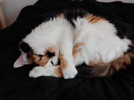 Buttercup 