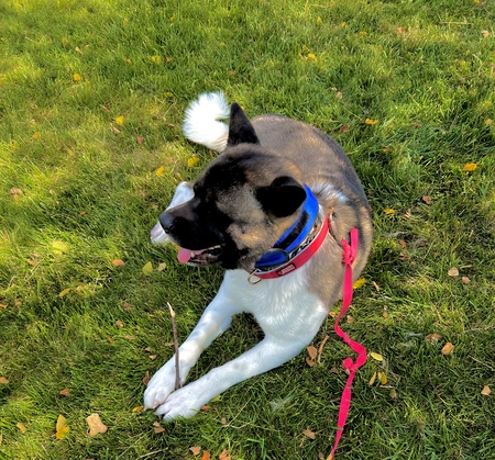 Denali