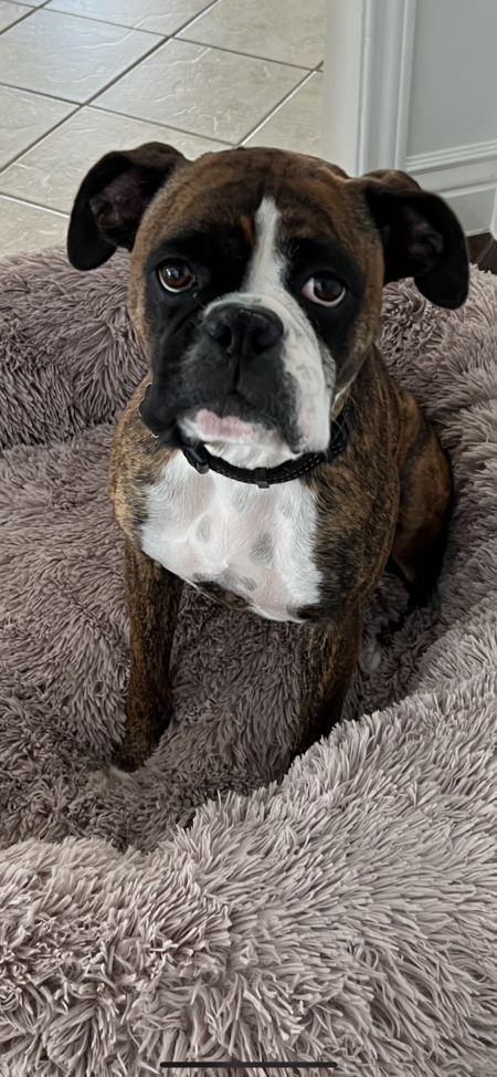 Stella