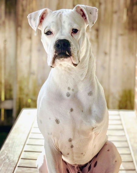 Zig Melvin Daub