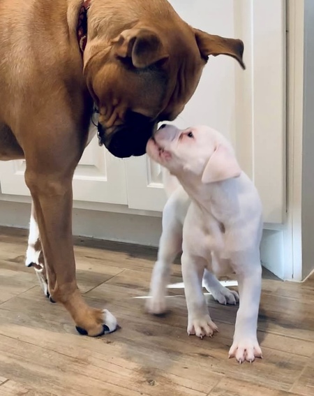 Taylor & Foster Earl 