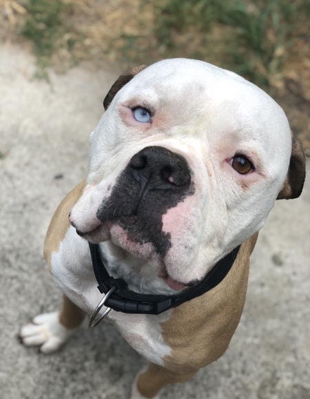 Bronson