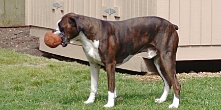 Mojo
