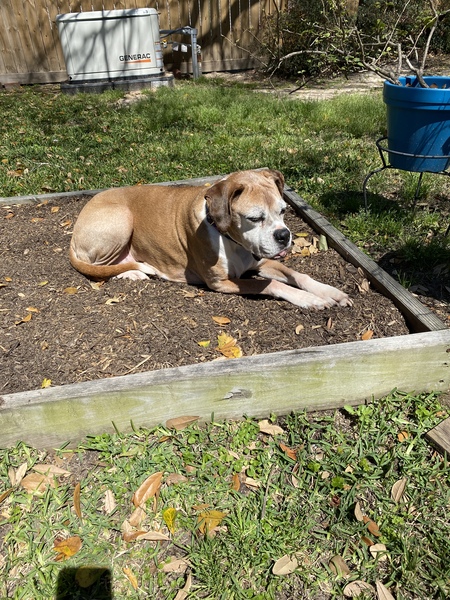 Stella