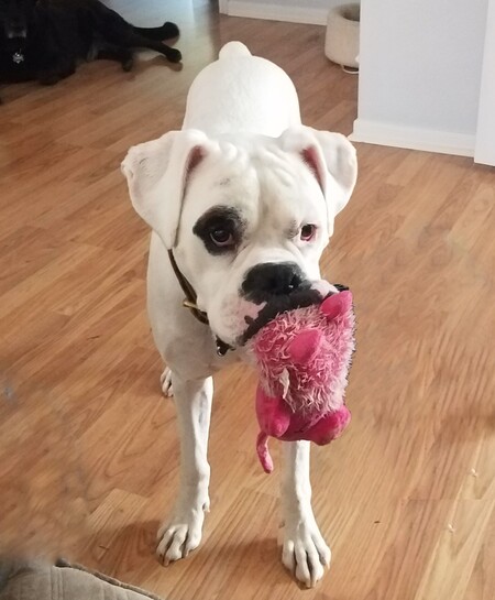 Cooper