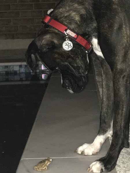 Magnum aka Max
