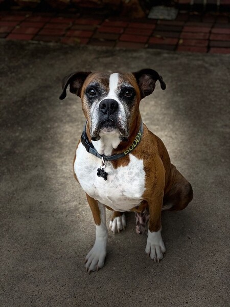 Buddy